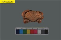 藏品(肉球皺蟹)的圖片